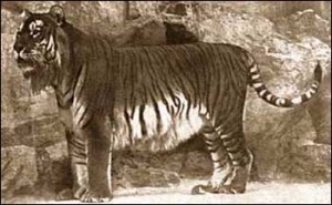 Tigre Persa 300x185 10 Animales Extintos recientemente